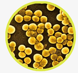 金黄葡萄球菌金黄色葡萄球菌高清图片