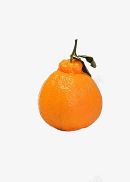 丑橘水果食物png免抠素材_88icon https://88icon.com 水果 丑橘 食物 橙色