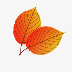 秋天或立秋的落叶元素素材