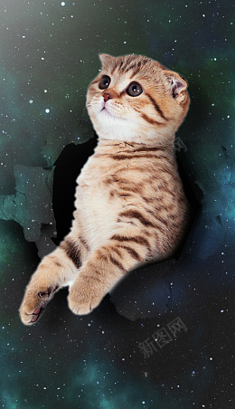 破天猫咪看星空png免抠素材_88icon https://88icon.com 小猫咪 星空 黑暗 深绿