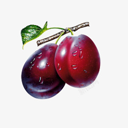 健康食品西梅西梅新鲜西梅水果植物高清图片