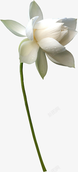 百合花花朵鲜花白色素材