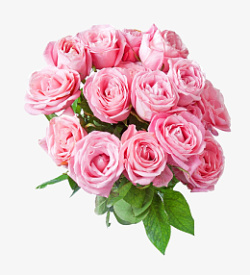 漂亮粉色玫瑰花束素材