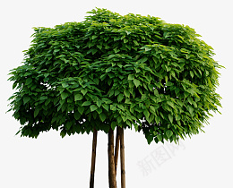 植物花草花叶子绿色植物png免抠素材_88icon https://88icon.com 植物花草 花 叶子 绿色 植物