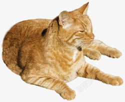 可爱的橘色猫咪素材