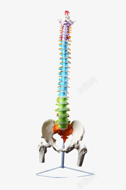 脊柱彩色人物尾椎颈椎素材
