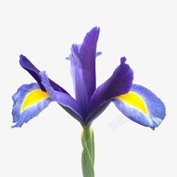 花卉透明免扣元素素材