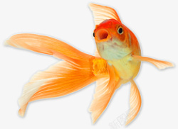 金鱼高清图片免扣高清正视前方黄色金鱼类高清图片