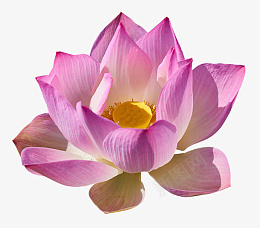 粉色的好看荷花png免抠素材_88icon https://88icon.com 荷花 粉色 花朵 植物 并蒂莲