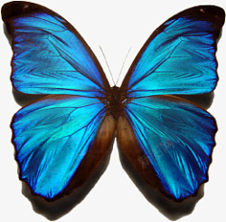 超高清手绘油画风矢量蓝色蝴蝶素材