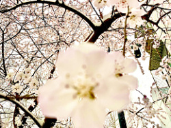 桃花初春的记忆素材