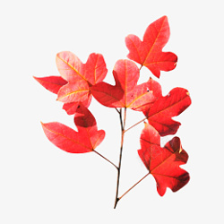 红色的枫叶png透明图层素材素材