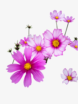 春天紫红色的花朵素材