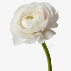 白色白莲花花卉素材