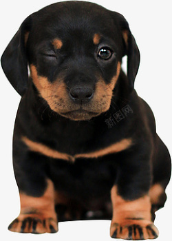 小黑狗睁一只眼睛的小黑狗高清图片