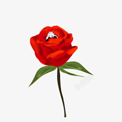 一朵红色玫瑰花素材素材素材