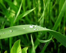 绿色树叶朦胧叶子装饰浅绿色露水png免抠素材_88icon https://88icon.com 树叶 点缀 素材 植物 装饰品 叶子 绿色树叶 朦胧叶子装饰 浅绿色泛光绿叶png 清新 树叶素材图片 实物 清新树叶素材图片 树木 大树 树枝 绿色 环保