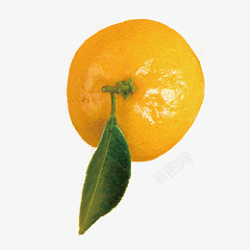 橘子桔子橙子素材
