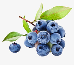 水果蓝莓实拍多个素材