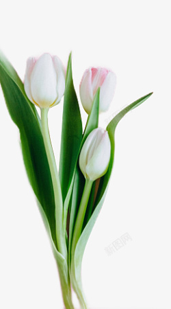 盛开的百合花束素材