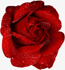 一朵红色玫瑰花素材元素素材