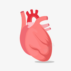 矢量心脏人体器官素材