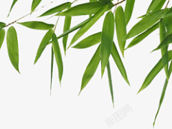 精美中国风绿色竹叶装饰素材素材