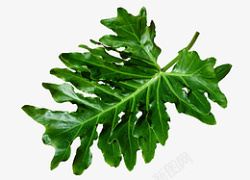 绿植北欧装饰植物素材素材
