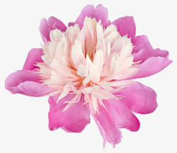 一朵盛开的粉色鲜花素材