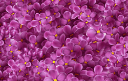 紫色郁金香花朵素材