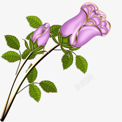 紫色金边玫瑰花素材