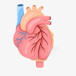 心脏器官人体器官心脏图标素材