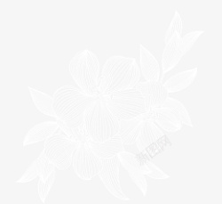 手绘白色线稿花卉叶子素材