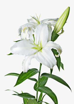 百合花三朵鲜花白色花朵素材