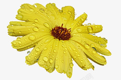 黄色带水珠菊花素材