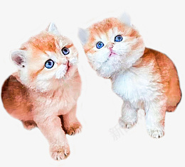 可爱油画猫咪素材png免抠素材_88icon https://88icon.com 猫 油画 可爱 动物
