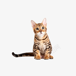 猫小猫猫咪猫猫可爱萌萌的psd免抠素材_88icon https://88icon.com 猫 小猫 猫咪 猫猫 可爱 萌萌的