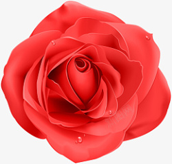 透明玫瑰花粉红玫瑰素材
