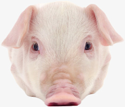 猪的正面粉色小猪正脸高清图片