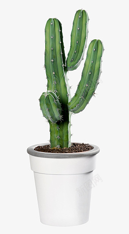 高清绿色植物仙人掌家居装饰png免抠素材_88icon https://88icon.com 绿色 仙人掌 家居装饰 盆栽 绿植 热带植物