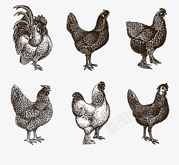 不同种类的鸡png免抠素材_88icon https://88icon.com 鸡 不同品种的鸡 黑白 矢量