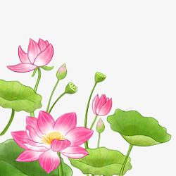 国风的美丽荷花素材