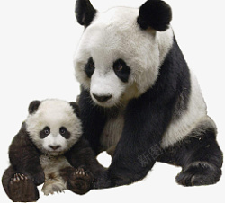熊猫免扣摄影图动物国宝素材
