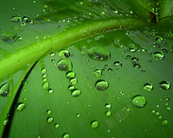 绿叶水珠植物叶子素材
