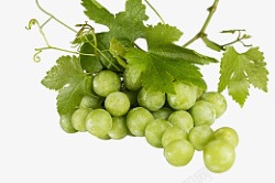 一串绿色葡萄水果素材