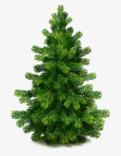 单株马尾松圣诞节专用森林植物素材