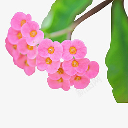 红花花蕊绿叶风景鲜花psd免抠素材_88icon https://88icon.com 红花 花蕊 绿叶 风景 鲜花