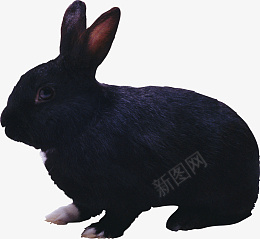 高清PNG兔子动物图片1png免抠素材_88icon https://88icon.com 高清 PNG 兔子 动物