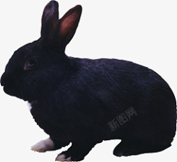 高清PNG兔子动物图片1素材