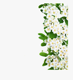 高清矢量手绘白色精美花朵边框素材
